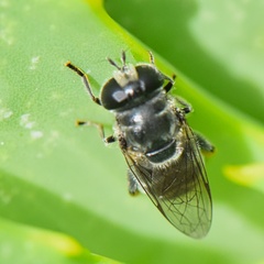 Eumerus