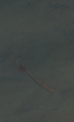 Melanotaenia splendida splendida