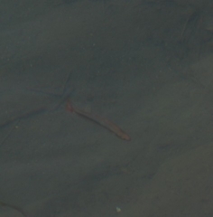 Melanotaenia splendida splendida