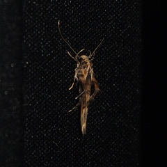 Stathmopoda stimulata