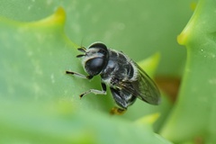 Eumerus