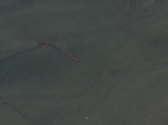 Melanotaenia splendida splendida