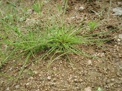 Eleocharis ovata