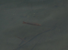 Melanotaenia splendida splendida