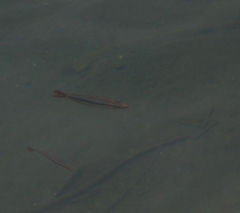 Melanotaenia splendida splendida