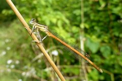 Platycnemis acutipennis