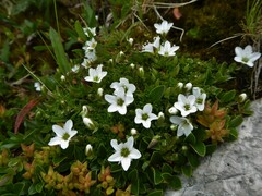 Arenaria ciliata