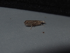 Culladia hastiferalis