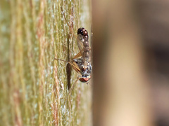 Dytomyia sordida