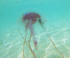 Pelagia noctiluca