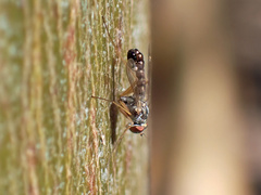 Dytomyia sordida