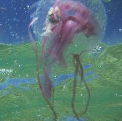 Pelagia noctiluca