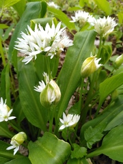 Allium ursinum