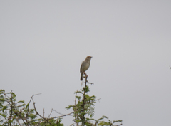 Cisticola