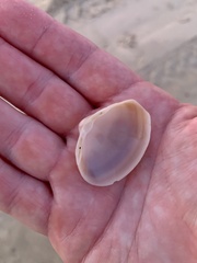 Mactridae