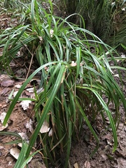 Carex pendula