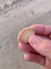 Mactridae