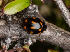 Coccinella leonina