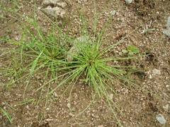 Eleocharis ovata