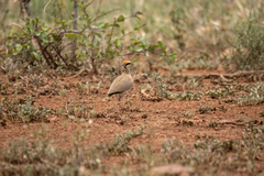 Cursorius temminckii