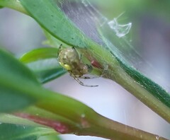 Araneus albotriangulus
