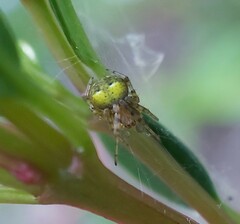 Araneus albotriangulus