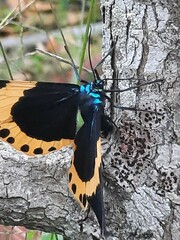 Milionia zonea pryeri