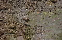 Charadrius tricollaris