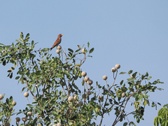 Eurystomus glaucurus