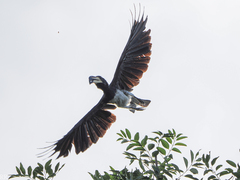 Lophoceros fasciatus
