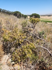 Leucadendron lanigerum lanigerum