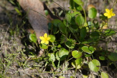 Ornduffia reniformis