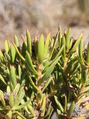 Leucadendron lanigerum lanigerum