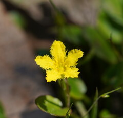 Ornduffia reniformis