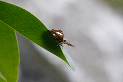 Netrocoryne repanda