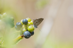 Theclinesthes serpentata