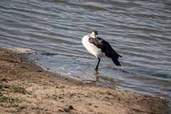 Sarkidiornis melanotos