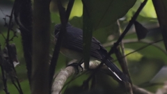 Symposiachrus trivirgatus