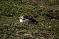 Sarkidiornis melanotos