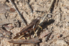 Stenocatantops angustifrons