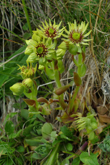 Sempervivum wulfenii