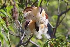 Cochlospermum gillivraei