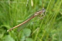 Platycnemis acutipennis