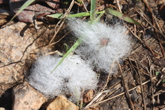 Cochlospermum gillivraei