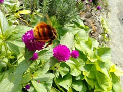 Bombus eximius