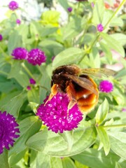 Bombus eximius