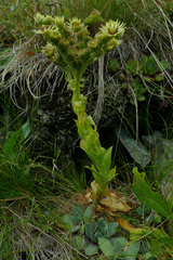 Sempervivum wulfenii