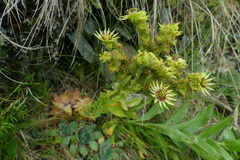 Sempervivum wulfenii