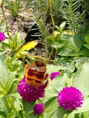 Bombus eximius
