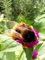 Bombus eximius